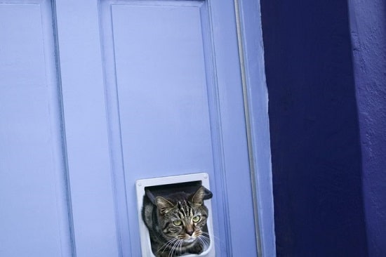 Adding a Cat Door to a Hollow Core Door