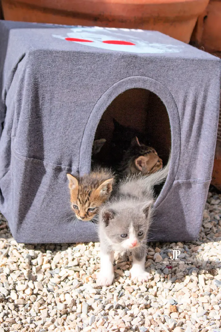 Affordable Outdoor Cat House for Multiple Cats