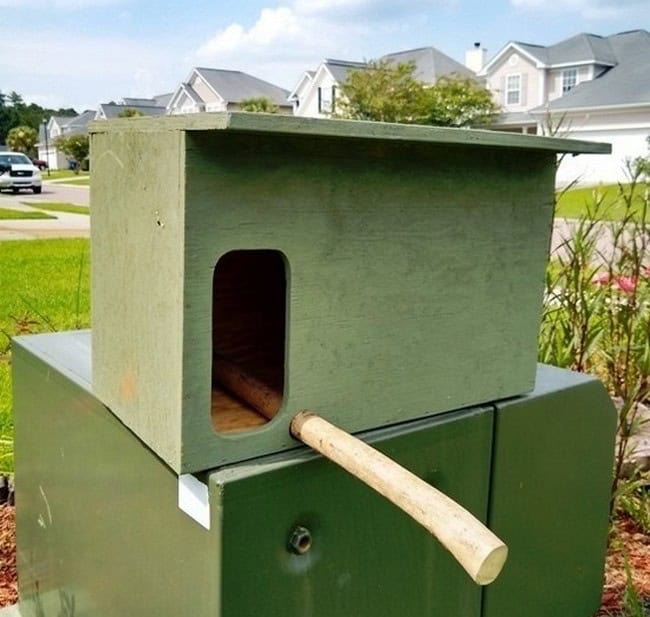 Build A Barn Owl Nest Box