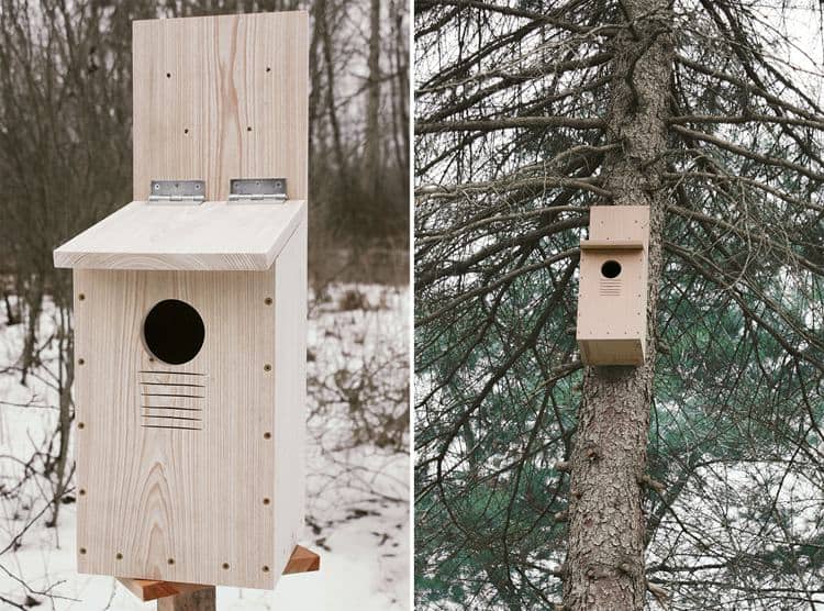 Building Your Own Screech Owl Nest Box