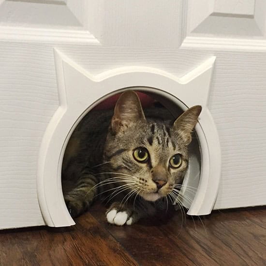 Create Your Own Interior Cat Door with the DIY Kitty Pass
