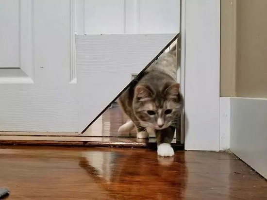 Creating a Cat Pass Corner on Your Door