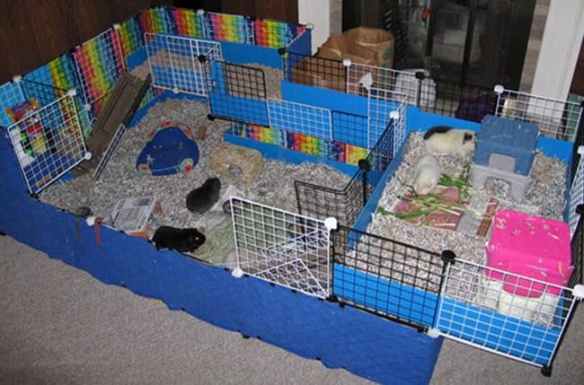 Cuddle-Coddle Guinea Pig Cage