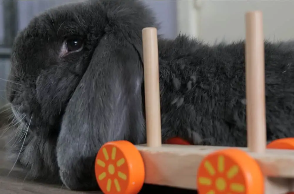 DIY Bunny Toys - Ohio Rabbit Rescue