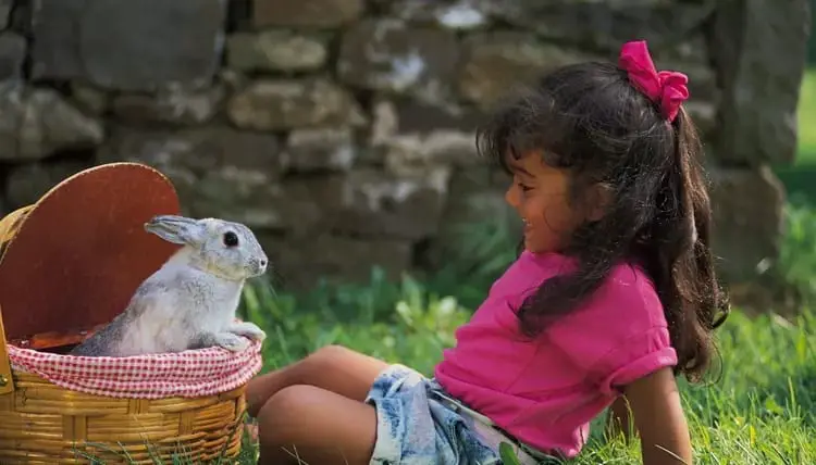 DIY Toys for Your Bunny Rabbit – Tara Mills