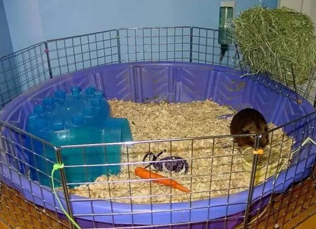 Guinea Pig Pool Cage