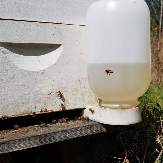 How To Use A Sugar Water Feeder For Bees