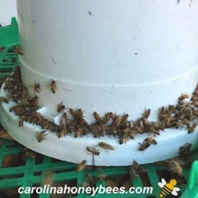 How to Make a Bucket Feeder for Bees