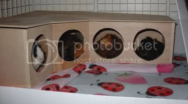 Simple Plywood Guinea Pig Hutch